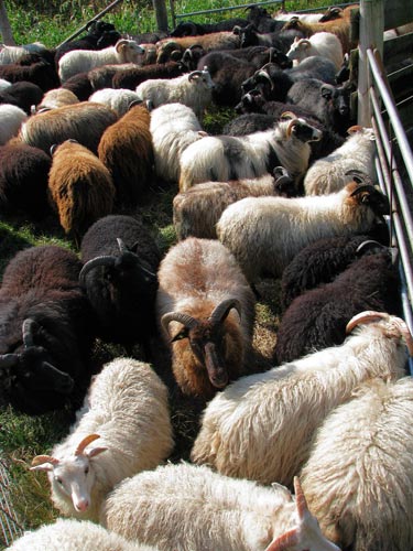 8 sea of sheep