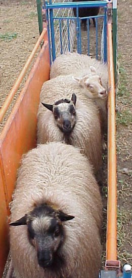 Waiting in the chute