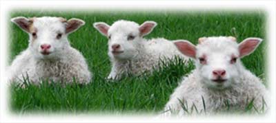 lambs
