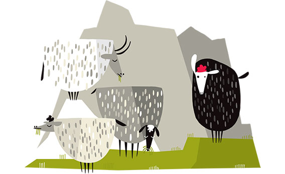 sheepfouriceland