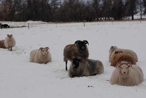 snow-sheep
